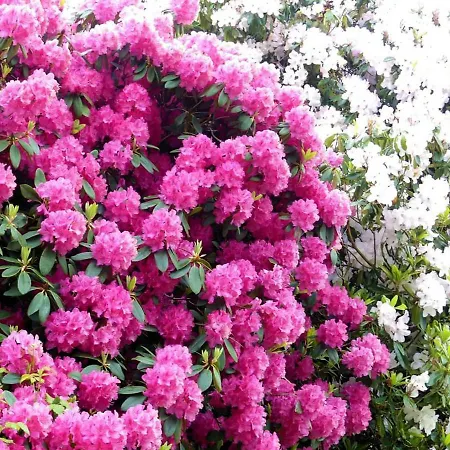 Feriehus Le Manege *